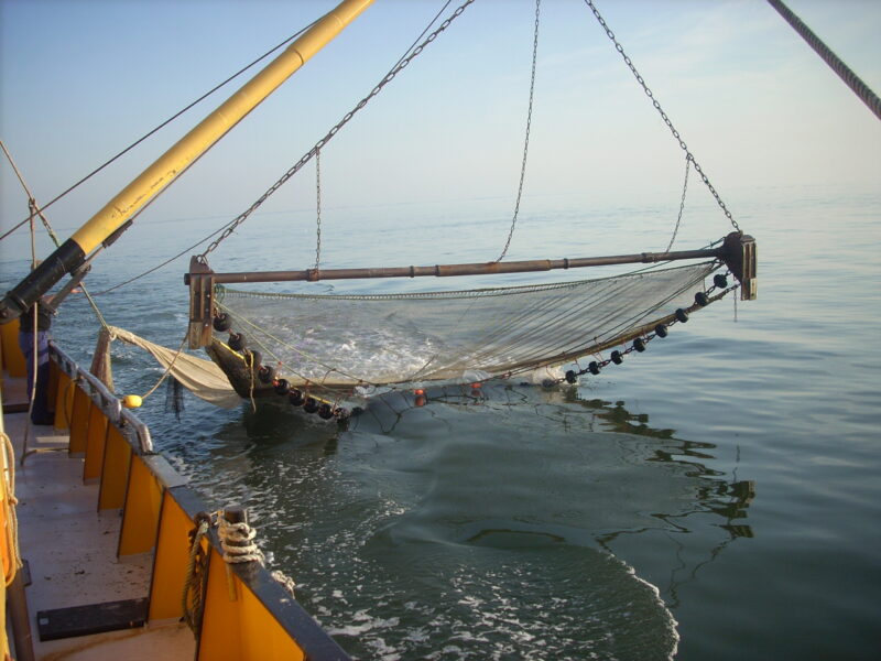 Innovation project selective shrimp fishery Wadden Sea