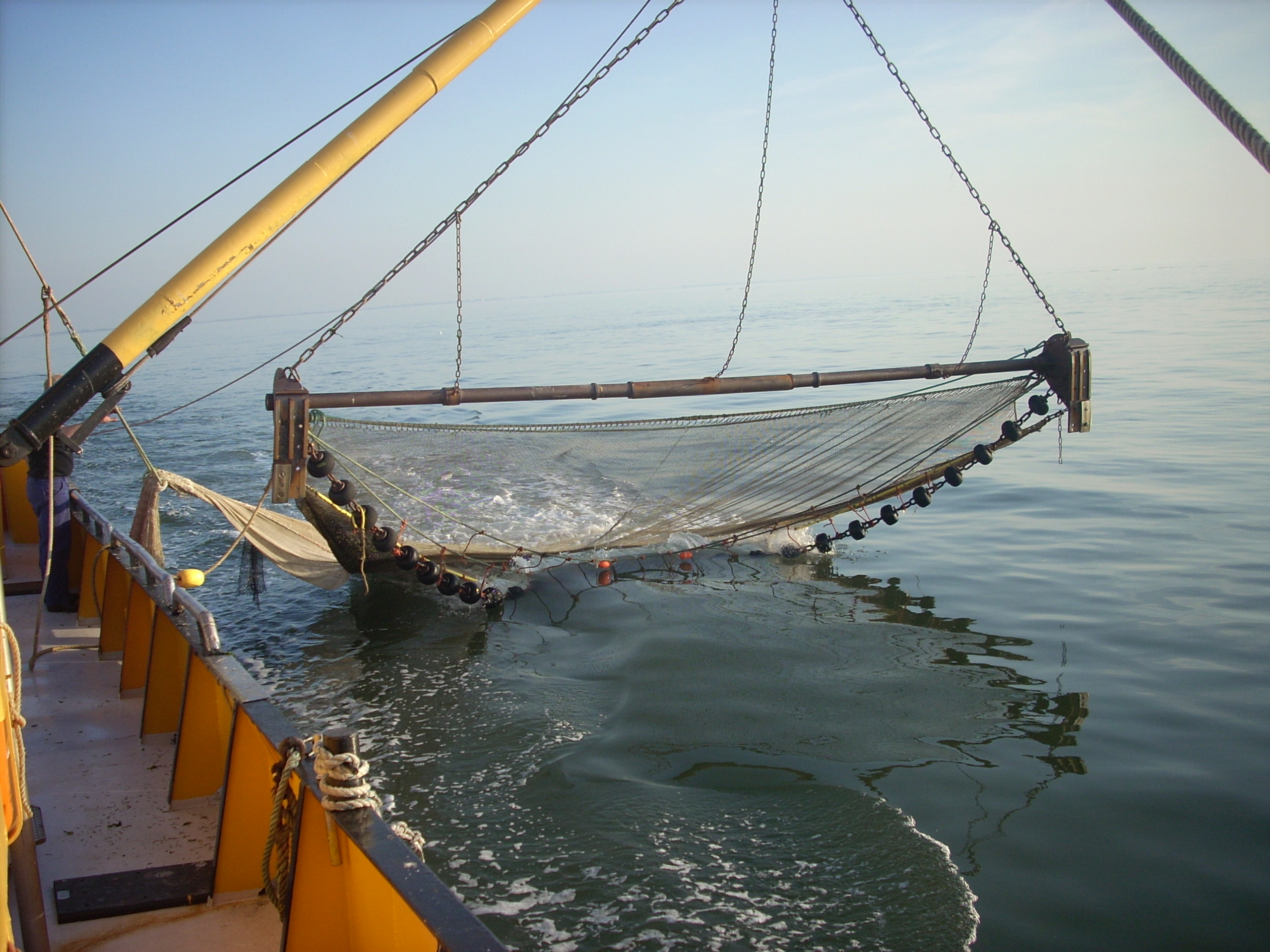 Innovatieproject selectieve garnalenvisserij Waddenzee